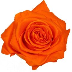 Стабилизированные Premium розы 4 шт., оранжевые цена и информация | Спящие стабилизированные розы, растения | hansapost.ee