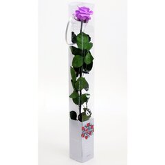 Стабилизированная роза Amorosa Standard Bright Lilac цена и информация | Спящие стабилизированные розы, растения | hansapost.ee