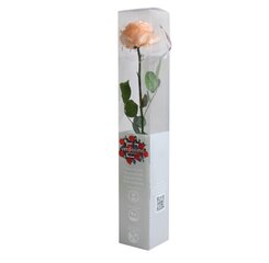 Стабилизированная роза Amorosa Premium, персик цена и информация | Спящие стабилизированные розы, растения | hansapost.ee