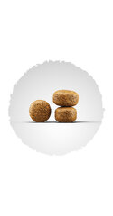 Josera с сбалансированным жировым и белковым балансом, 15 кг цена и информация | Сухой корм для собак | hansapost.ee