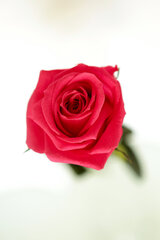 Стабилизированная мини роза Amorosa цена и информация | Спящие стабилизированные розы, растения | hansapost.ee