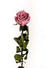Стабилизированная роза Amorosa Standard Cherry Blossom цена и информация | Спящие стабилизированные розы, растения | hansapost.ee
