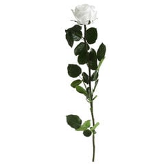 Dekoratiivne roos Amorosa Standard White цена и информация | Спящие стабилизированные розы, растения | hansapost.ee