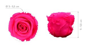 Стабилизированные Standard розы 6 шт., ярко-розовые цена и информация | Спящие стабилизированные розы, растения | hansapost.ee
