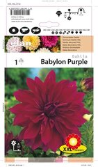 Dekoratiivdaalia Babylon purple 1 tk. цена и информация | Ранункулюс (Лютик) азиатский, белый, 10 шт. | hansapost.ee