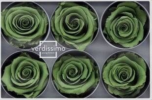 Стабилизированные Standard розы 6 шт., зеленые цена и информация | Спящие стабилизированные розы, растения | hansapost.ee