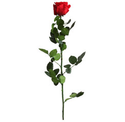Долгоцветущая роза Amorosa, 55 см цена и информация | Спящие стабилизированные розы, растения | hansapost.ee