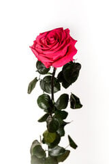 Stabiliseeritud roos Amorosa Premium dark pink цена и информация | Спящие стабилизированные розы, растения | hansapost.ee