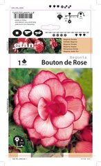 Begoonia mugulad Bouton de Rose 1 tk. цена и информация | Ранункулюс (Лютик) азиатский, белый, 10 шт. | hansapost.ee